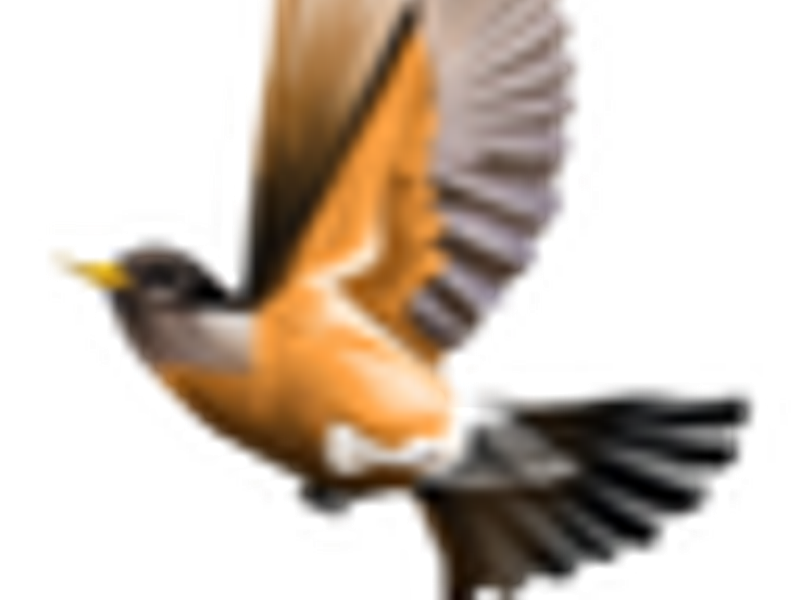 RobinWords Screenshot