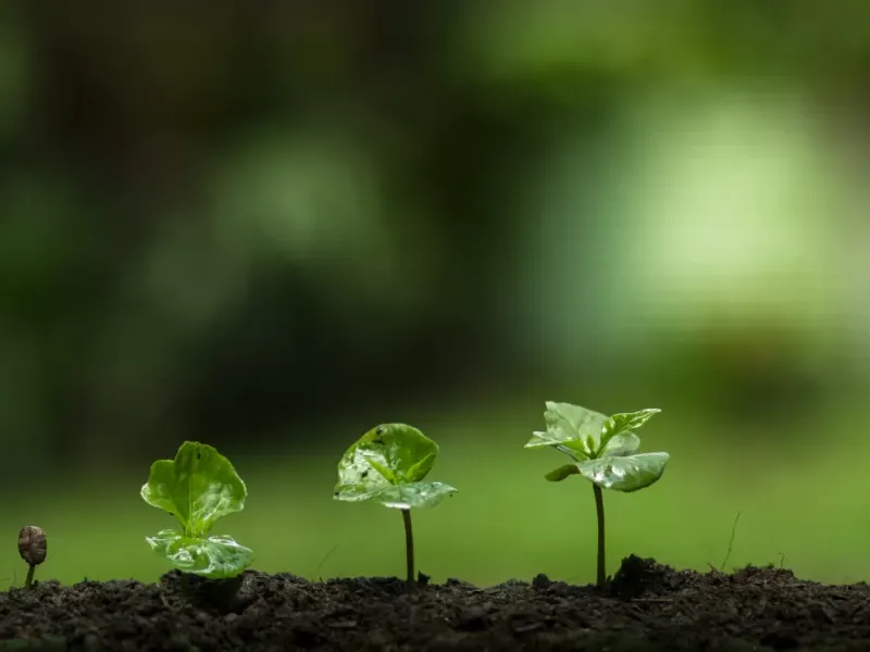 Spring Digital Screenshot